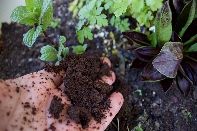 Como utilizar borras de café na horta e tornar suas plantas saudáveis. 