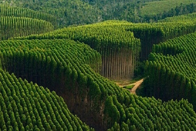 Indústria de celulose no Brasil está se adaptando aos novos cenários. 