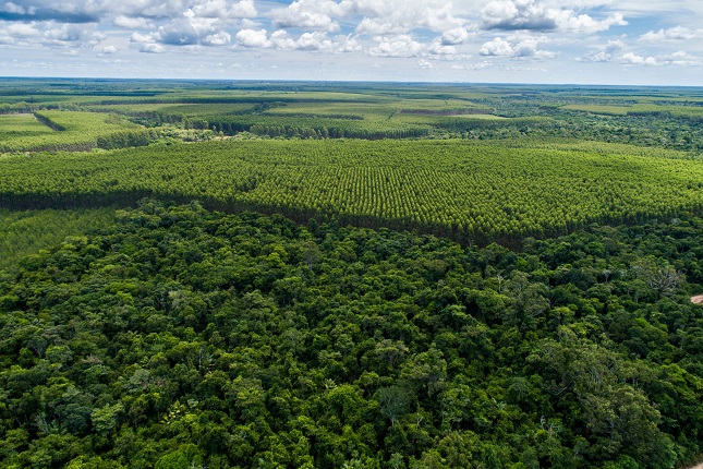 Suzano lança Relatório Anual 2021 e Central de Sustentabilidade com mais de 450 indicadores.